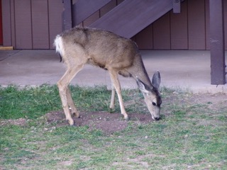 foto del Grand Canyon